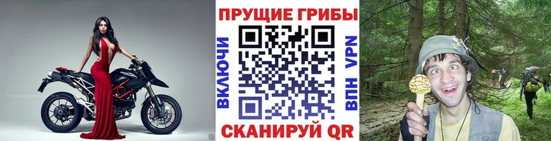 Псилоцибиновые грибы GOLDEN TEACHER  Купить где  Выборг 